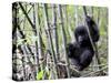Young Mountain Gorilla Climbing on Bamboo, Volcanoes National Park, Rwanda, Africa-Eric Baccega-Stretched Canvas
