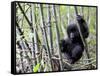 Young Mountain Gorilla Climbing on Bamboo, Volcanoes National Park, Rwanda, Africa-Eric Baccega-Framed Stretched Canvas