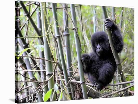 Young Mountain Gorilla Climbing on Bamboo, Volcanoes National Park, Rwanda, Africa-Eric Baccega-Stretched Canvas