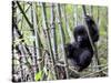 Young Mountain Gorilla Climbing on Bamboo, Volcanoes National Park, Rwanda, Africa-Eric Baccega-Stretched Canvas