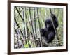 Young Mountain Gorilla Climbing on Bamboo, Volcanoes National Park, Rwanda, Africa-Eric Baccega-Framed Premium Photographic Print