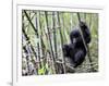 Young Mountain Gorilla Climbing on Bamboo, Volcanoes National Park, Rwanda, Africa-Eric Baccega-Framed Premium Photographic Print