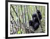 Young Mountain Gorilla Climbing on Bamboo, Volcanoes National Park, Rwanda, Africa-Eric Baccega-Framed Premium Photographic Print