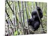 Young Mountain Gorilla Climbing on Bamboo, Volcanoes National Park, Rwanda, Africa-Eric Baccega-Mounted Premium Photographic Print