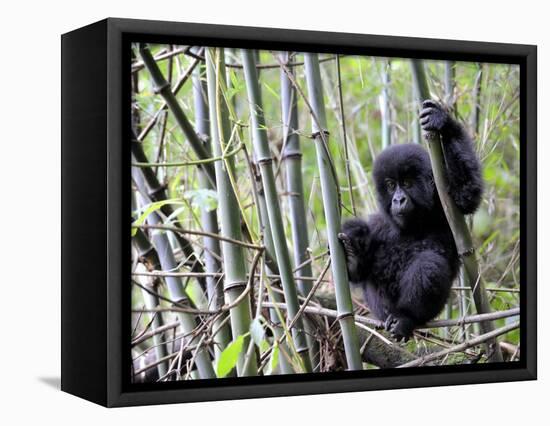 Young Mountain Gorilla Climbing on Bamboo, Volcanoes National Park, Rwanda, Africa-Eric Baccega-Framed Stretched Canvas