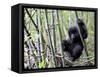 Young Mountain Gorilla Climbing on Bamboo, Volcanoes National Park, Rwanda, Africa-Eric Baccega-Framed Stretched Canvas