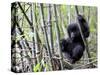 Young Mountain Gorilla Climbing on Bamboo, Volcanoes National Park, Rwanda, Africa-Eric Baccega-Stretched Canvas