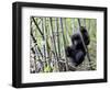 Young Mountain Gorilla Climbing on Bamboo, Volcanoes National Park, Rwanda, Africa-Eric Baccega-Framed Photographic Print