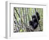 Young Mountain Gorilla Climbing on Bamboo, Volcanoes National Park, Rwanda, Africa-Eric Baccega-Framed Photographic Print