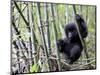 Young Mountain Gorilla Climbing on Bamboo, Volcanoes National Park, Rwanda, Africa-Eric Baccega-Mounted Photographic Print