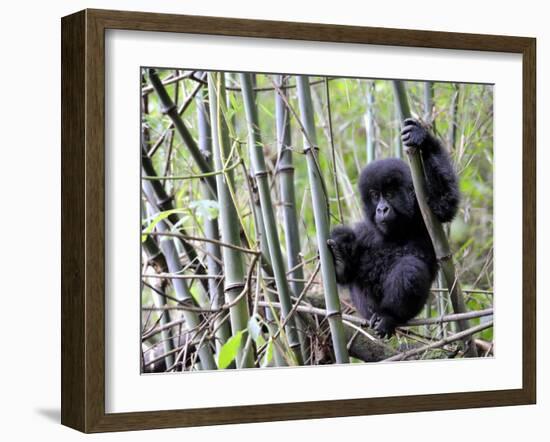 Young Mountain Gorilla Climbing on Bamboo, Volcanoes National Park, Rwanda, Africa-Eric Baccega-Framed Photographic Print