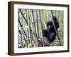 Young Mountain Gorilla Climbing on Bamboo, Volcanoes National Park, Rwanda, Africa-Eric Baccega-Framed Photographic Print