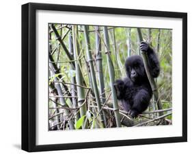 Young Mountain Gorilla Climbing on Bamboo, Volcanoes National Park, Rwanda, Africa-Eric Baccega-Framed Photographic Print