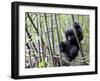 Young Mountain Gorilla Climbing on Bamboo, Volcanoes National Park, Rwanda, Africa-Eric Baccega-Framed Photographic Print