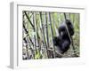 Young Mountain Gorilla Climbing on Bamboo, Volcanoes National Park, Rwanda, Africa-Eric Baccega-Framed Photographic Print