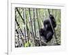 Young Mountain Gorilla Climbing on Bamboo, Volcanoes National Park, Rwanda, Africa-Eric Baccega-Framed Photographic Print