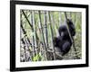 Young Mountain Gorilla Climbing on Bamboo, Volcanoes National Park, Rwanda, Africa-Eric Baccega-Framed Photographic Print