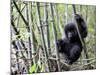 Young Mountain Gorilla Climbing on Bamboo, Volcanoes National Park, Rwanda, Africa-Eric Baccega-Mounted Photographic Print