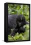 Young Mountain Gorilla (Gorilla Gorilla Beringei), Kongo, Rwanda, Africa-Thorsten Milse-Framed Stretched Canvas