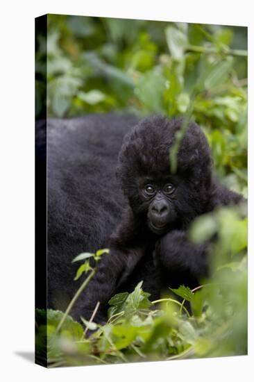 Young Mountain Gorilla (Gorilla Gorilla Beringei), Kongo, Rwanda, Africa-Thorsten Milse-Stretched Canvas