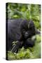 Young Mountain Gorilla (Gorilla Gorilla Beringei), Kongo, Rwanda, Africa-Thorsten Milse-Stretched Canvas