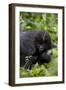 Young Mountain Gorilla (Gorilla Gorilla Beringei), Kongo, Rwanda, Africa-Thorsten Milse-Framed Photographic Print