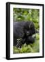 Young Mountain Gorilla (Gorilla Gorilla Beringei), Kongo, Rwanda, Africa-Thorsten Milse-Framed Photographic Print