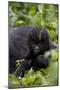 Young Mountain Gorilla (Gorilla Gorilla Beringei), Kongo, Rwanda, Africa-Thorsten Milse-Mounted Photographic Print