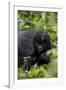 Young Mountain Gorilla (Gorilla Gorilla Beringei), Kongo, Rwanda, Africa-Thorsten Milse-Framed Photographic Print