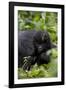 Young Mountain Gorilla (Gorilla Gorilla Beringei), Kongo, Rwanda, Africa-Thorsten Milse-Framed Photographic Print