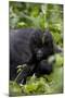 Young Mountain Gorilla (Gorilla Gorilla Beringei), Kongo, Rwanda, Africa-Thorsten Milse-Mounted Photographic Print