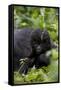 Young Mountain Gorilla (Gorilla Gorilla Beringei), Kongo, Rwanda, Africa-Thorsten Milse-Framed Stretched Canvas