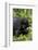 Young Mountain Gorilla (Gorilla Gorilla Beringei), Kongo, Rwanda, Africa-Thorsten Milse-Framed Photographic Print