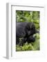 Young Mountain Gorilla (Gorilla Gorilla Beringei), Kongo, Rwanda, Africa-Thorsten Milse-Framed Photographic Print