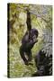 Young Mountain Gorilla Hanging from Branch-null-Stretched Canvas