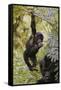 Young Mountain Gorilla Hanging from Branch-null-Framed Stretched Canvas