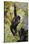 Young Mountain Gorilla Hanging from Branch-null-Stretched Canvas