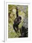 Young Mountain Gorilla Hanging from Branch-null-Framed Photographic Print