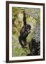 Young Mountain Gorilla Hanging from Branch-null-Framed Photographic Print