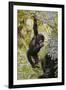 Young Mountain Gorilla Hanging from Branch-null-Framed Photographic Print