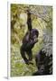 Young Mountain Gorilla Hanging from Branch-null-Framed Photographic Print