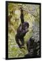 Young Mountain Gorilla Hanging from Branch-null-Framed Photographic Print