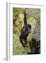 Young Mountain Gorilla Hanging from Branch-null-Framed Photographic Print