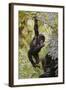 Young Mountain Gorilla Hanging from Branch-null-Framed Photographic Print