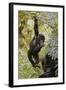 Young Mountain Gorilla Hanging from Branch-null-Framed Photographic Print