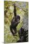 Young Mountain Gorilla Hanging from Branch-null-Mounted Photographic Print