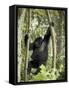 Young Mountain Gorilla Playing in the Trees, Amahoro a Group, Rwanda, Africa-James Hager-Framed Stretched Canvas