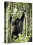 Young Mountain Gorilla Playing in the Trees, Amahoro a Group, Rwanda, Africa-James Hager-Stretched Canvas