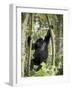 Young Mountain Gorilla Playing in the Trees, Amahoro a Group, Rwanda, Africa-James Hager-Framed Photographic Print