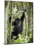 Young Mountain Gorilla Playing in the Trees, Amahoro a Group, Rwanda, Africa-James Hager-Mounted Photographic Print